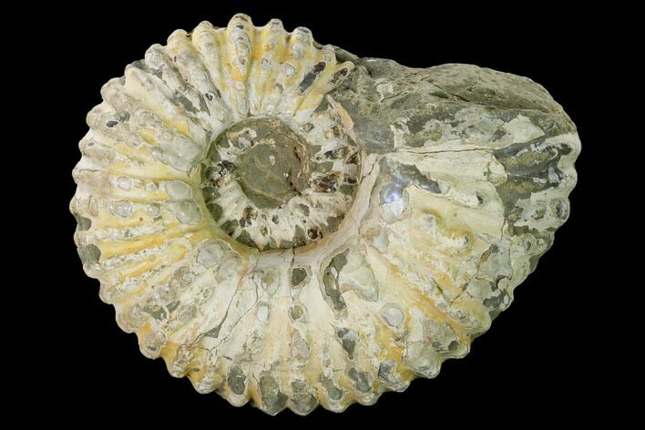 Bumpy Ammonite (Douvilleiceras) Fossil - Madagascar #160399